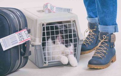 Latam facilita transporte de pets na cabine de aviões – confira as novas regras!
